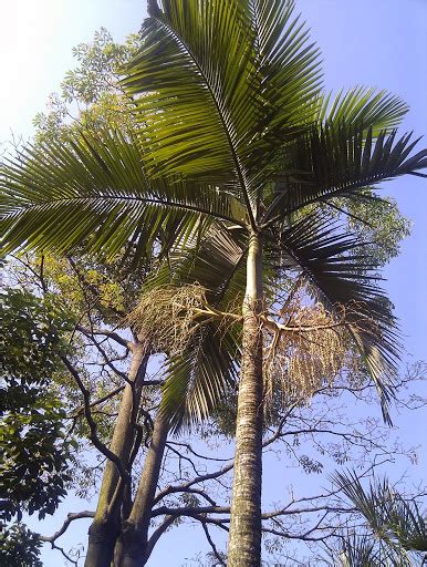 構樹英文|構樹 (台灣博物館都市綠地生態監測) iNaturalist